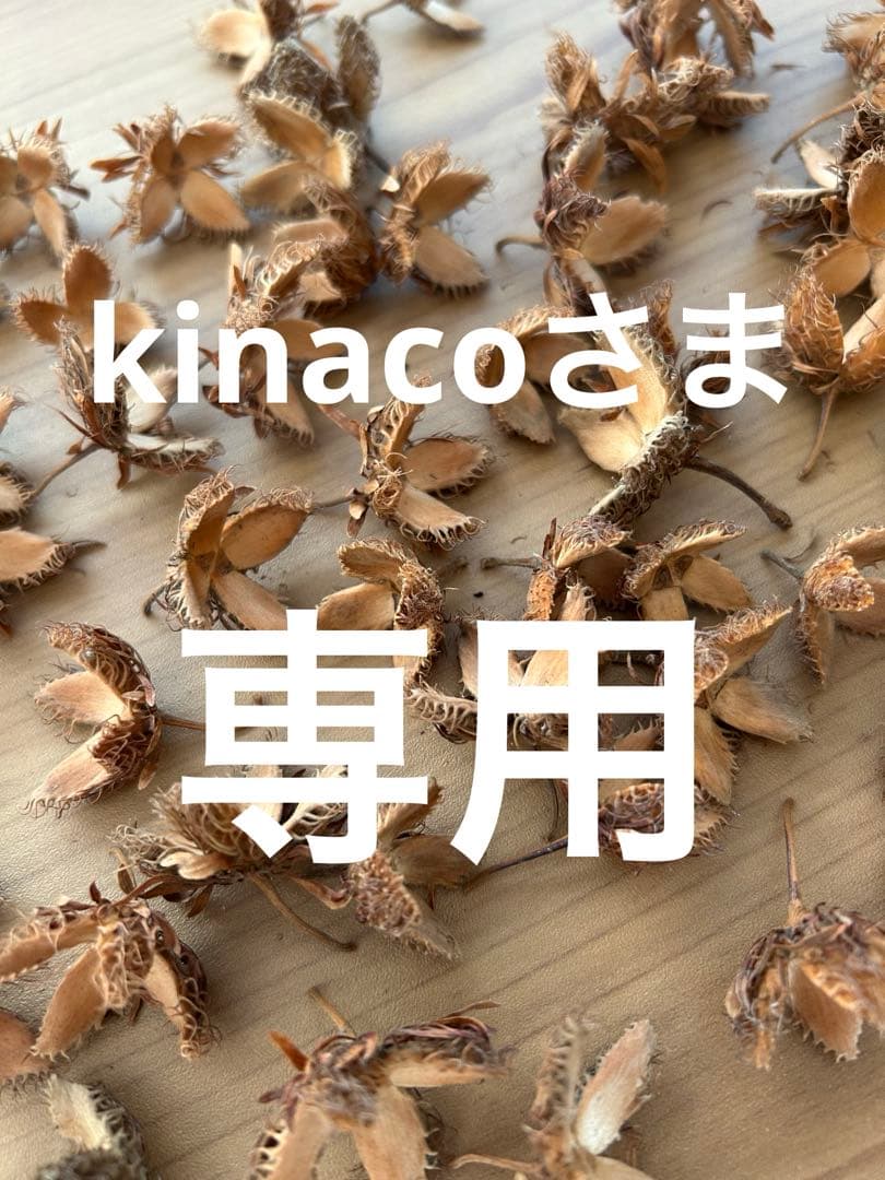 kinacoさま専用　ブナどんぐり殻斗　700個