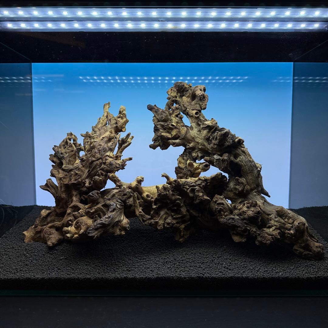 MSW-7084 天然流木 2本セット　枝流木　アクアリウム