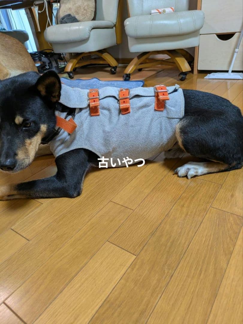 猟犬用耐切創ドッグベスト スペクトラベスト Spectra Vest 【強化版】
