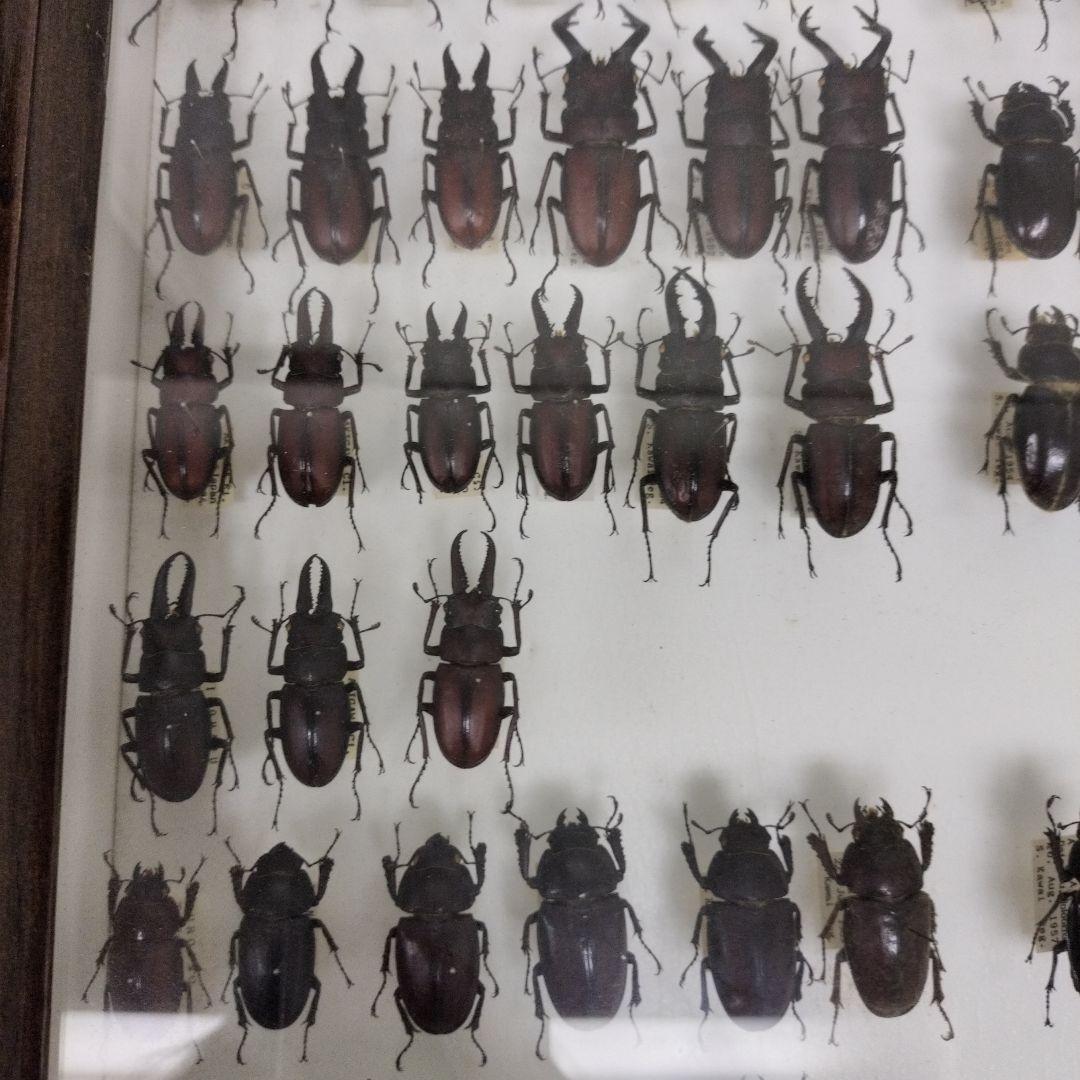 クワガタ標本箱　122匹　JAPAN