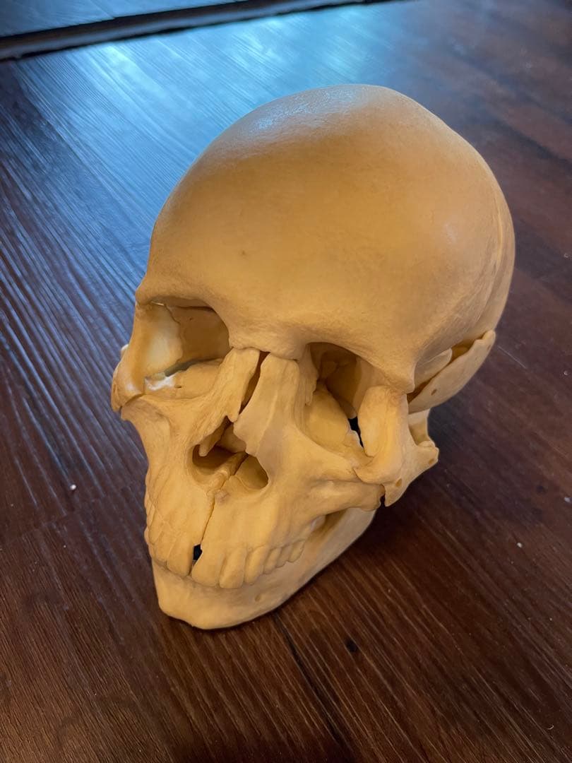 分解可能な人体模型 頭蓋骨模型　ゴム製