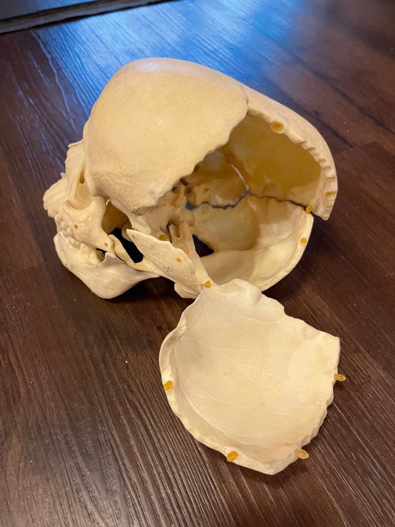 分解可能な人体模型 頭蓋骨模型　ゴム製