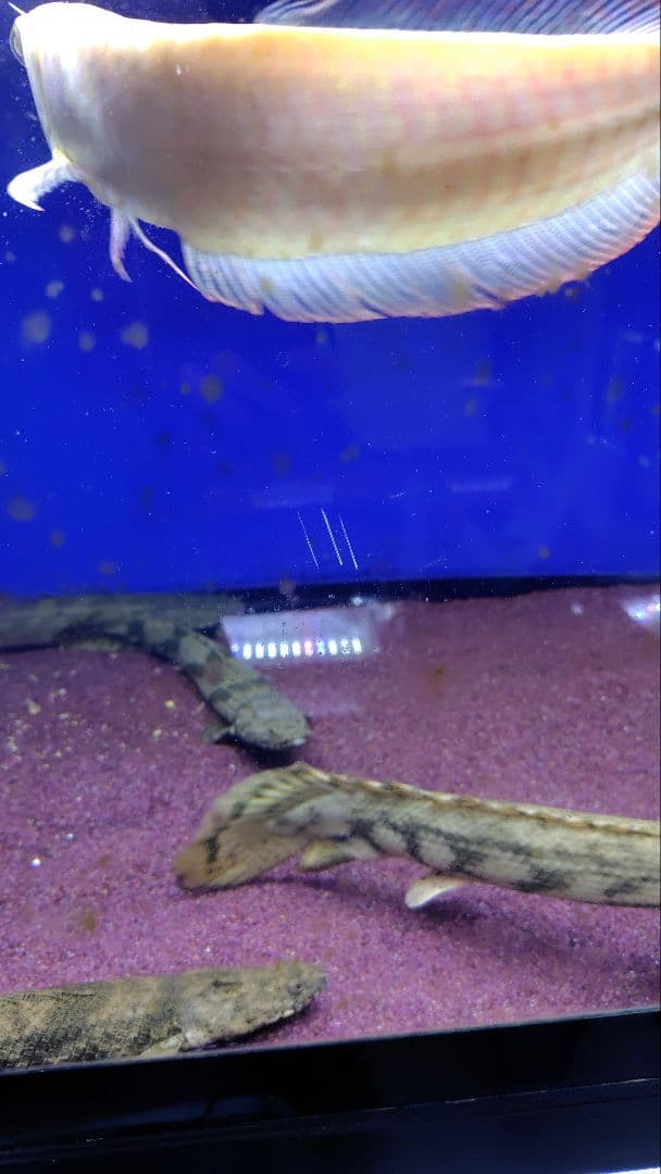 大型アクリル水槽　1800×600×600（h） 上部フィルター