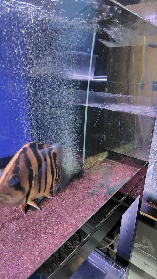 大型アクリル水槽　1800×600×600（h） 上部フィルター