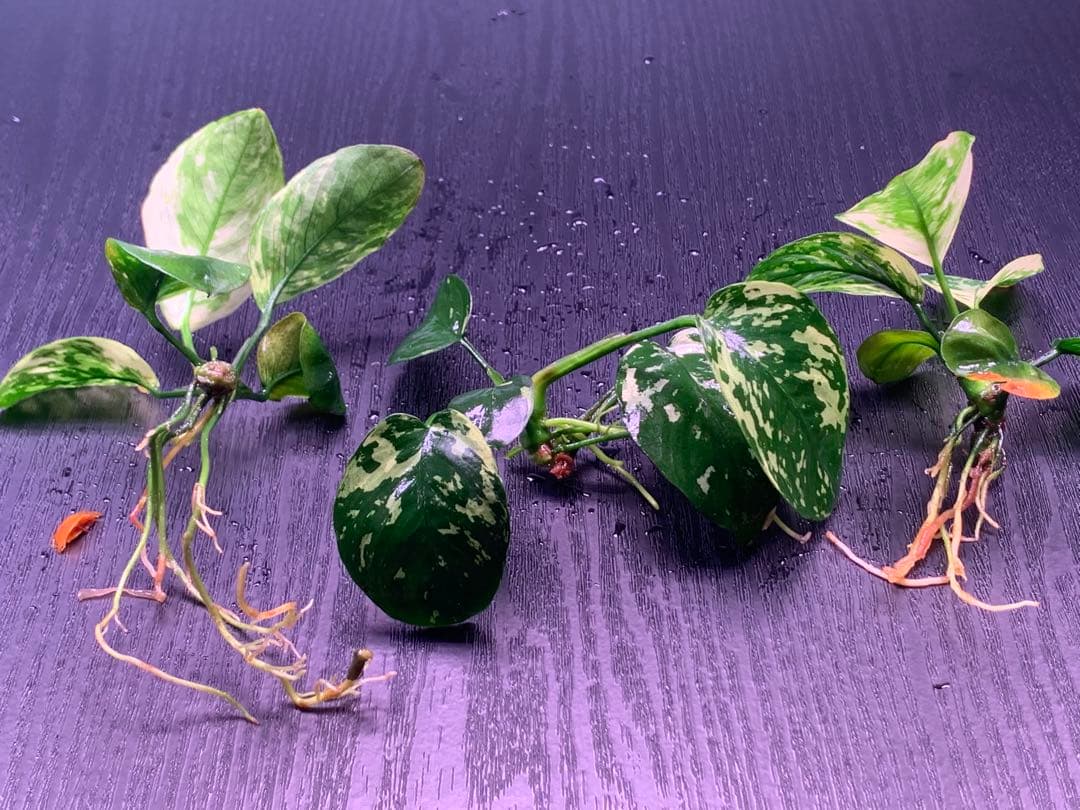 アヌビアスナナ斑入りキング Anubias Variegated King 3株
