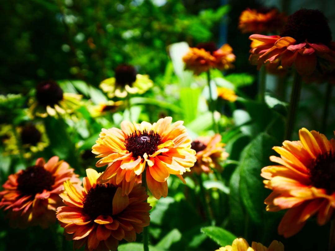 美品LEICA DG VARIO-ELMARIT 8-18mm/F2.8-4.0