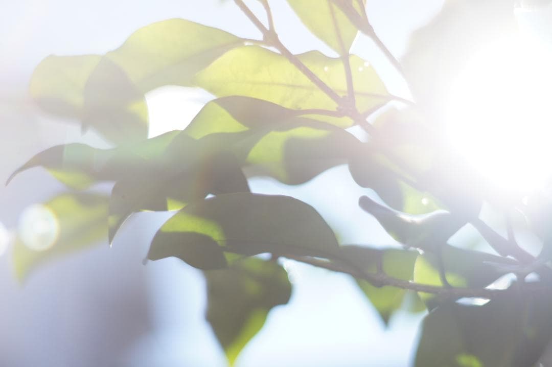 作例あり PENTAX Super Takumar 55mm f1.8 前期型