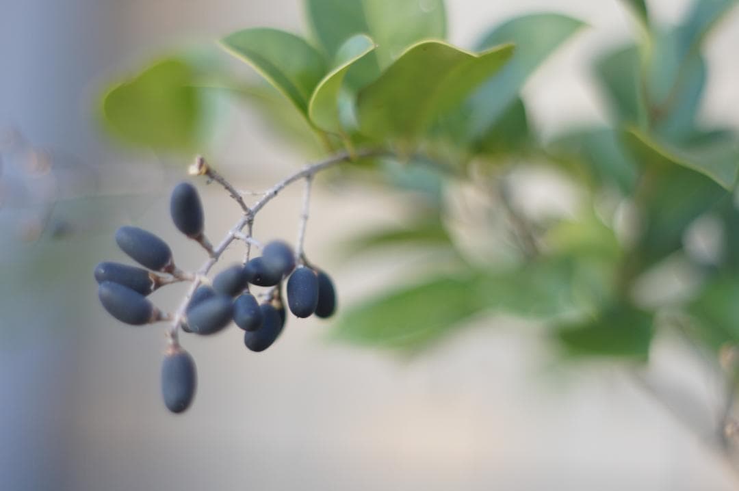 作例あり PENTAX Super Takumar 55mm f1.8 前期型