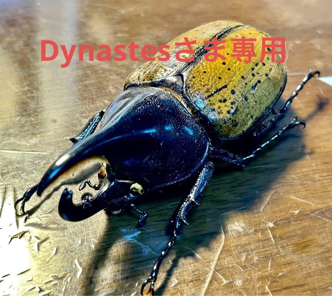 Dynastesさま専用標本