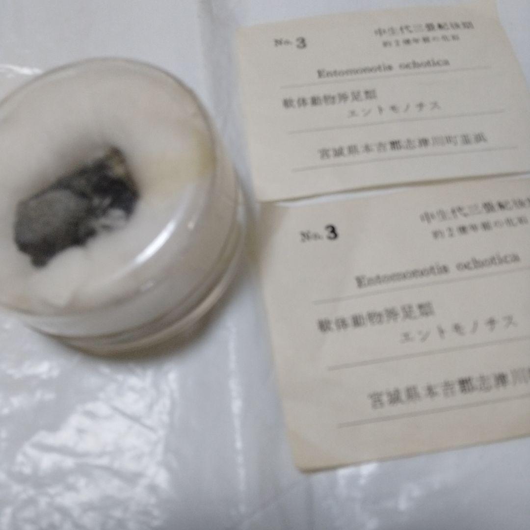 化石 モノチス モノティス 三畳紀 中生代 示準化石 志津川町 皿貝層群もの