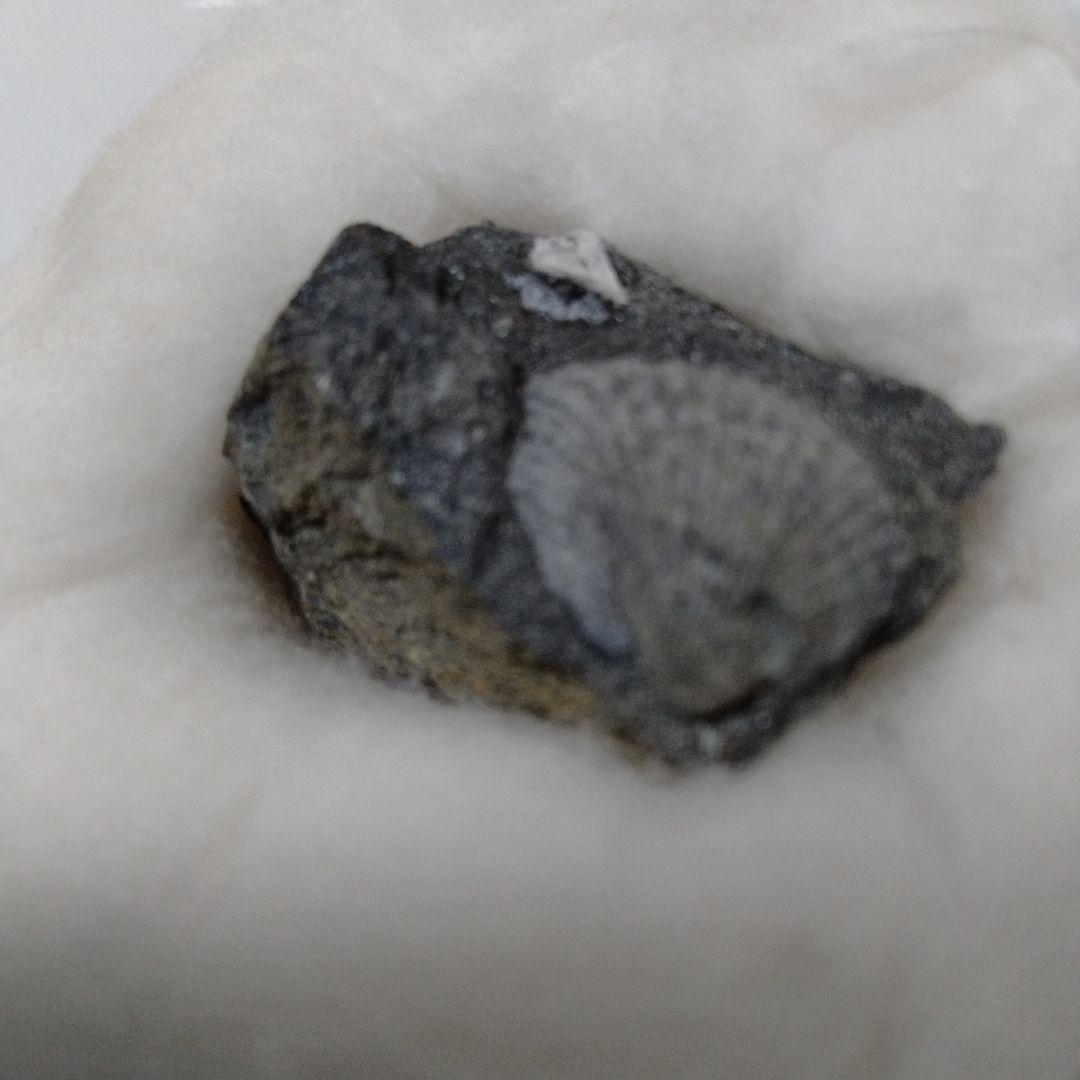 化石 モノチス モノティス 三畳紀 中生代 示準化石 志津川町 皿貝層群もの