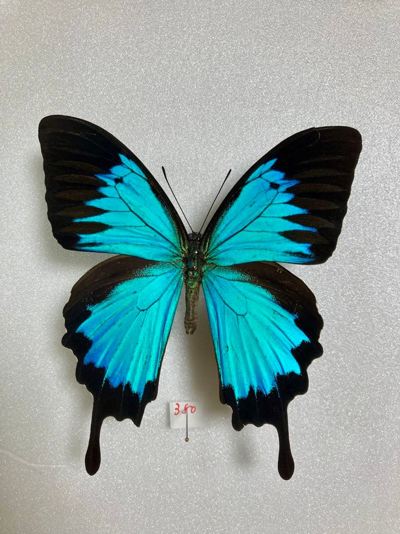 オオルリアゲハ（1オス・インドネシア産）