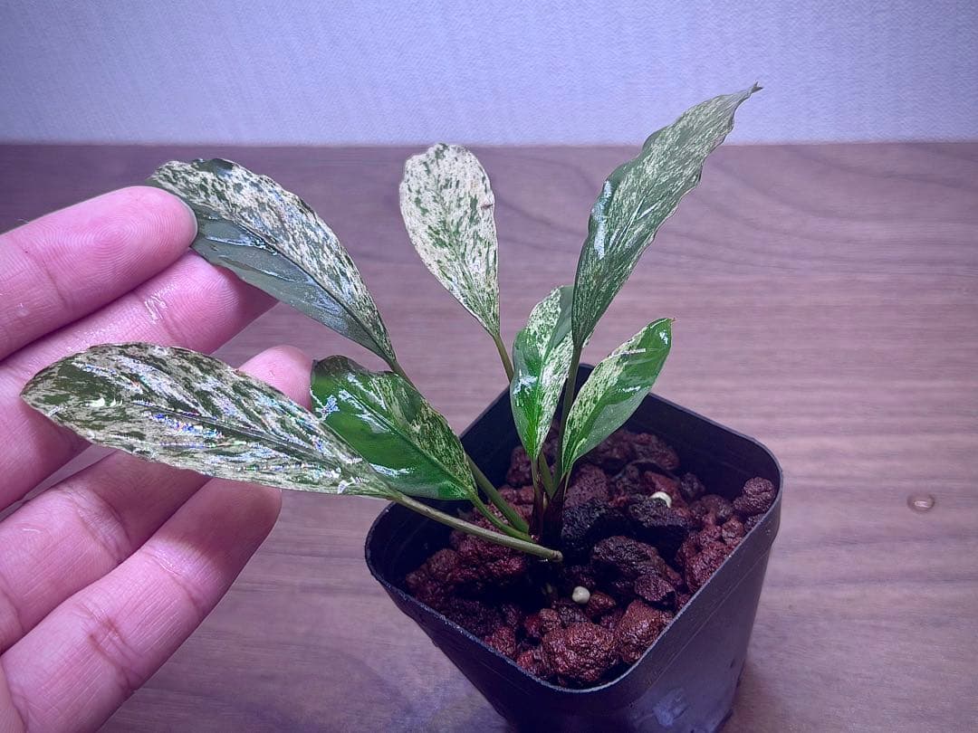 ブセファランドラ　斑入り株　Pipto Variegata