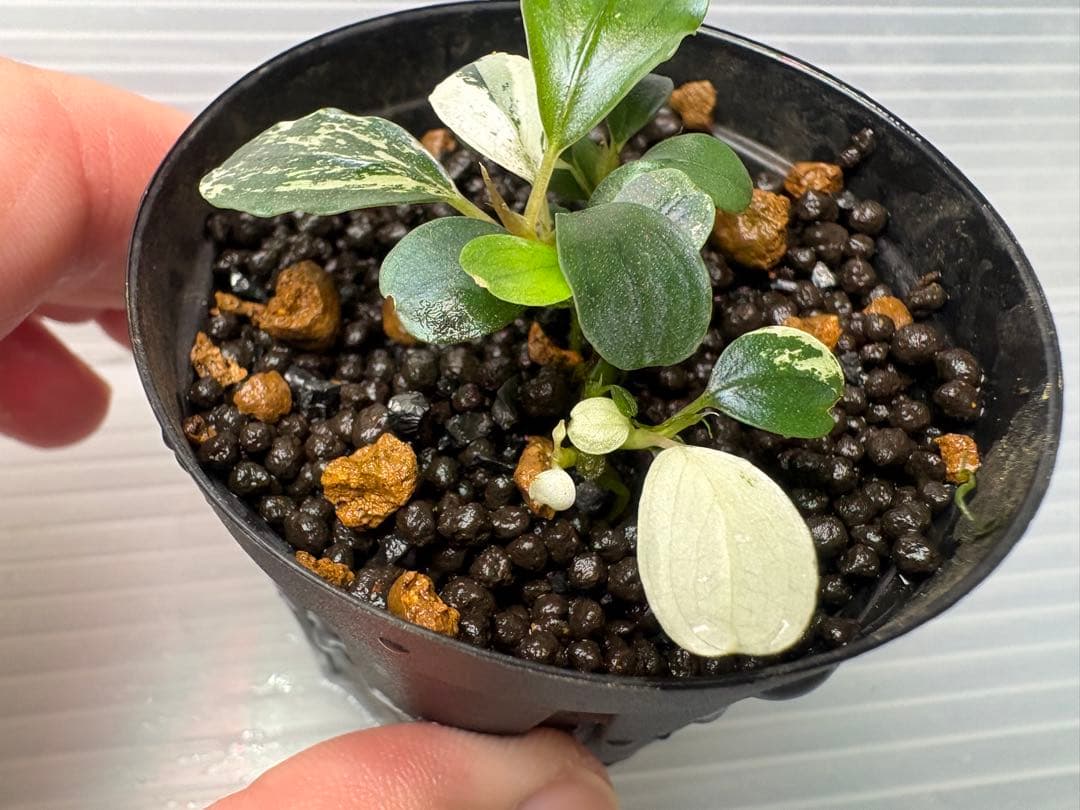 Bucephalandra sp. Variegata③