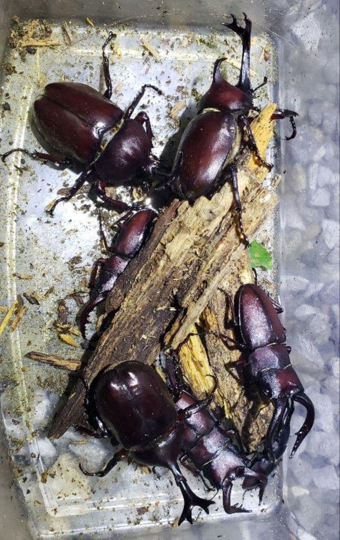 HIDライトトラップ サーチライトタイプ55W 紫外線放出加工済み スタンド無し