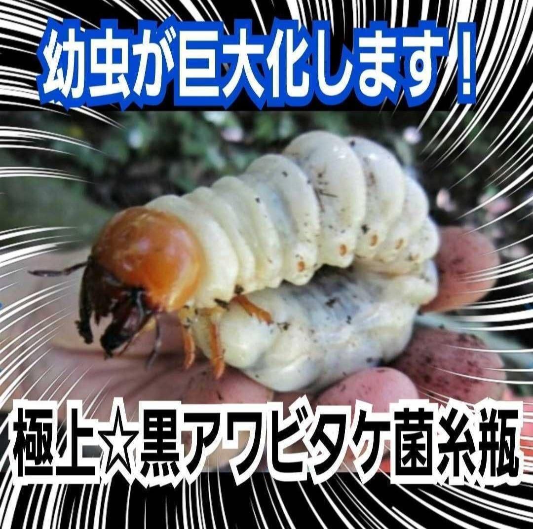 ニジイロクワガタにお薦め！極上！黒アワビタケ菌糸瓶【10本】トレハロース強化配合