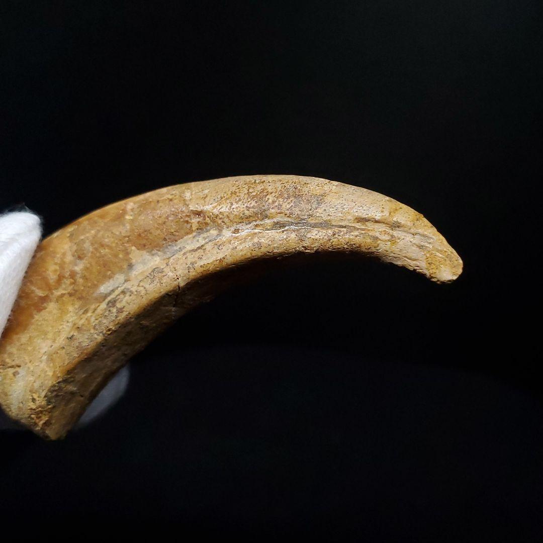 博物館級 アランカ 翼竜 爪 化石 本物 モロッコ産 61.84mm fr67