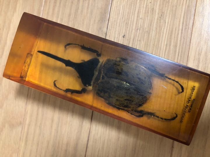 ⭐︎値下げ⭐︎ヘラクレスオオカブト 標本 樹脂 琥珀