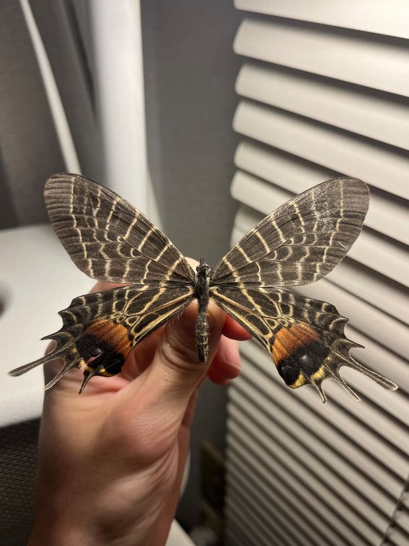 【巨大C品】シボリアゲハ モルフォ蝶 蛾ピカソモスモルフォチョウ昆虫標本