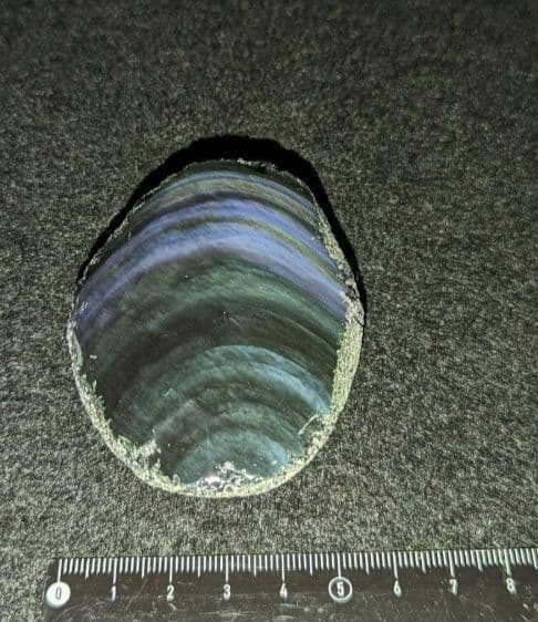 【研磨品】十勝石玲瓏　北海道産レインボーオブシディアン　十勝石　玲瓏石　北海道石