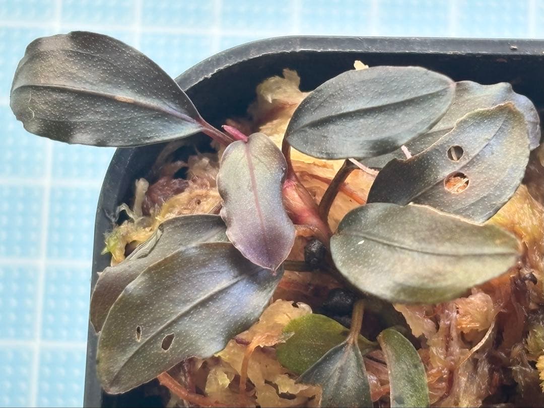 Bucephalandra sp. ゴースト2016