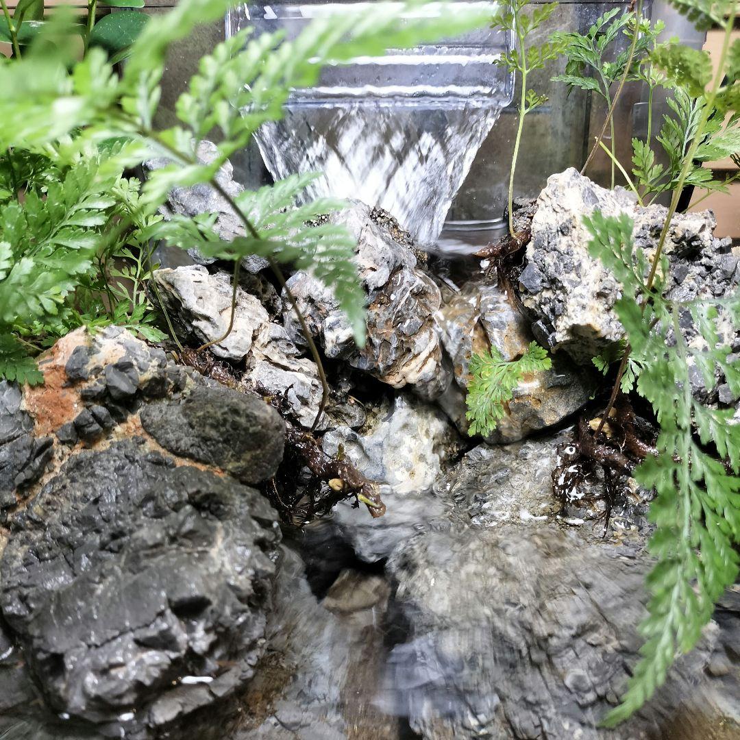 【アクアテラリウム完成品】滝のあるテラリウム パルダリウム アクアリウム