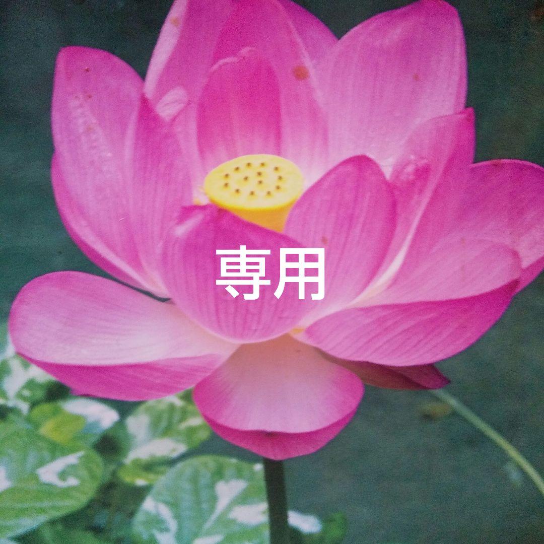 Ron Ron 追加対応7点セット