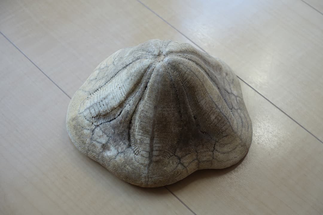 ウニの化石　Clypeaster portentosus　その２