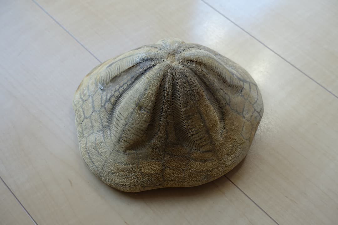 ウニの化石　Clypeaster portentosus　その２