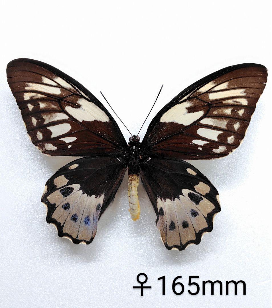 オビトリバネアゲハ♂♀標本 ♂エメラルド色強個体極美麗 オビ島産ラベル付