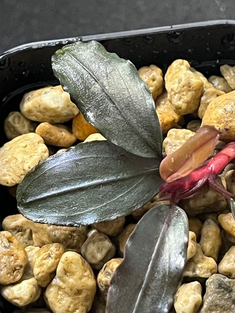 水草 Bucephalandra sp. Ghost2016