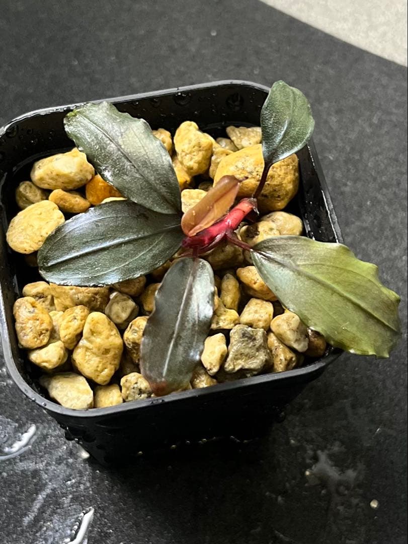 水草 Bucephalandra sp. Ghost2016