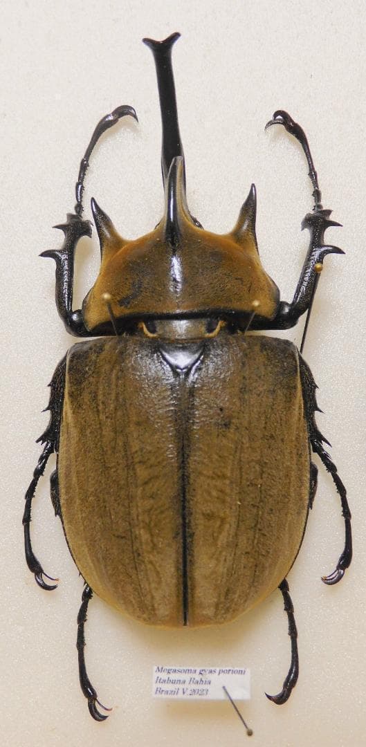 ブラジル産　ギヤスゾウカブト　94mm