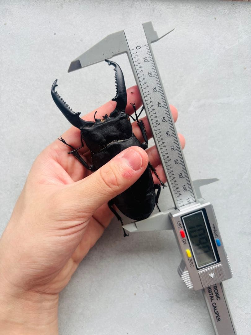 パラワンオオヒラタ　オス109ミリ メス48ミリ　標本