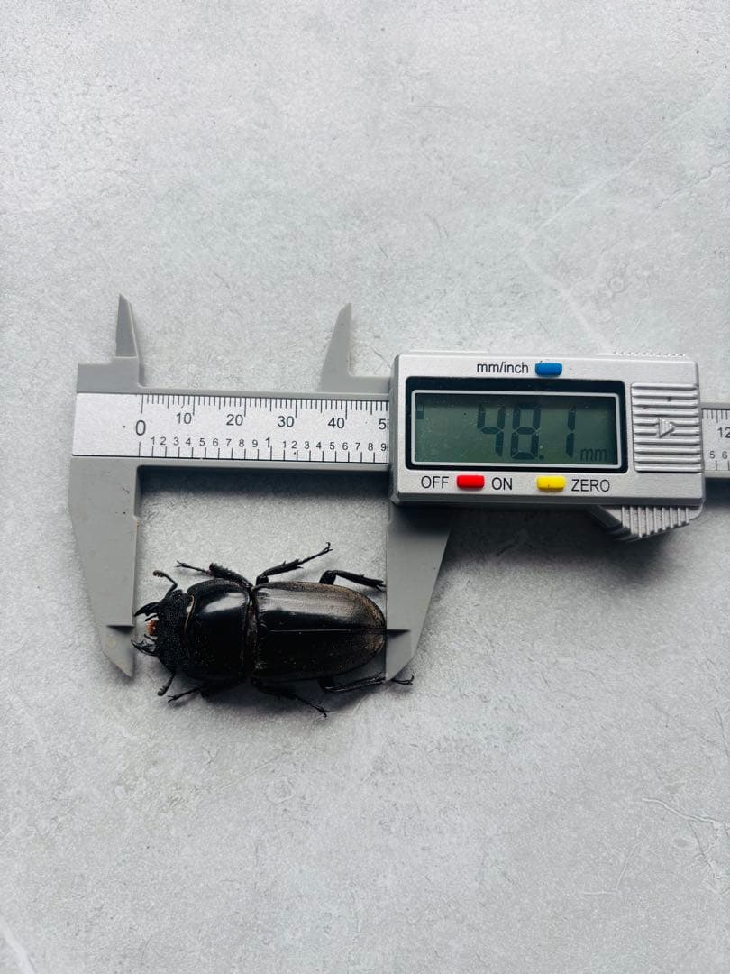 パラワンオオヒラタ　オス109ミリ メス48ミリ　標本