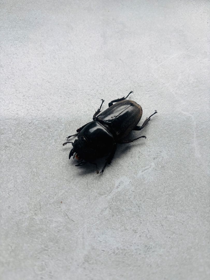 パラワンオオヒラタ　オス109ミリ メス48ミリ　標本