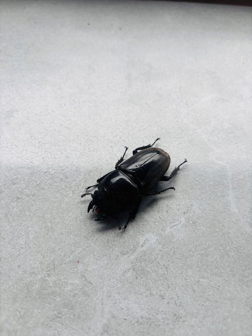 パラワンオオヒラタ　オス109ミリ メス48ミリ　標本