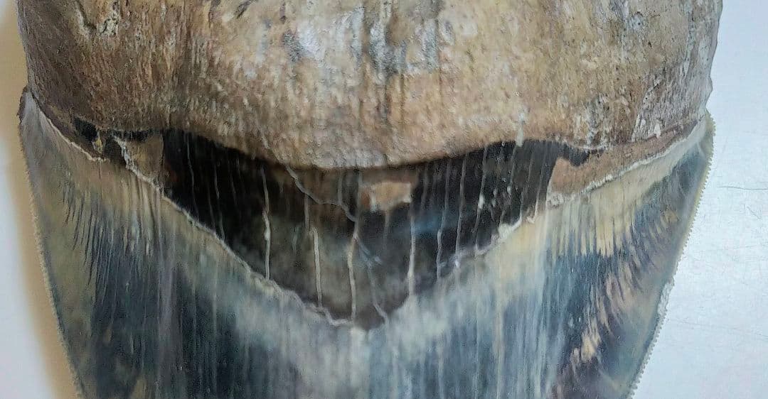 【希少：青色　大きめ：148mm】メガロドン　化石　標本　サメの歯　歯の化石