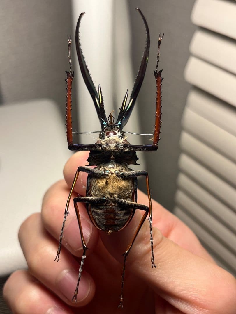 【75mm】チリクワガタ メタリフェルホソアカクワガタ Wild 昆虫標本