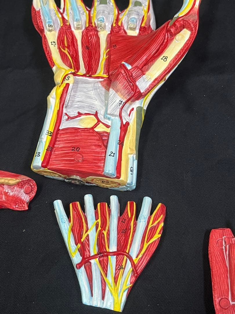 手　模型　筋肉模型 分解モデル　人体模型①