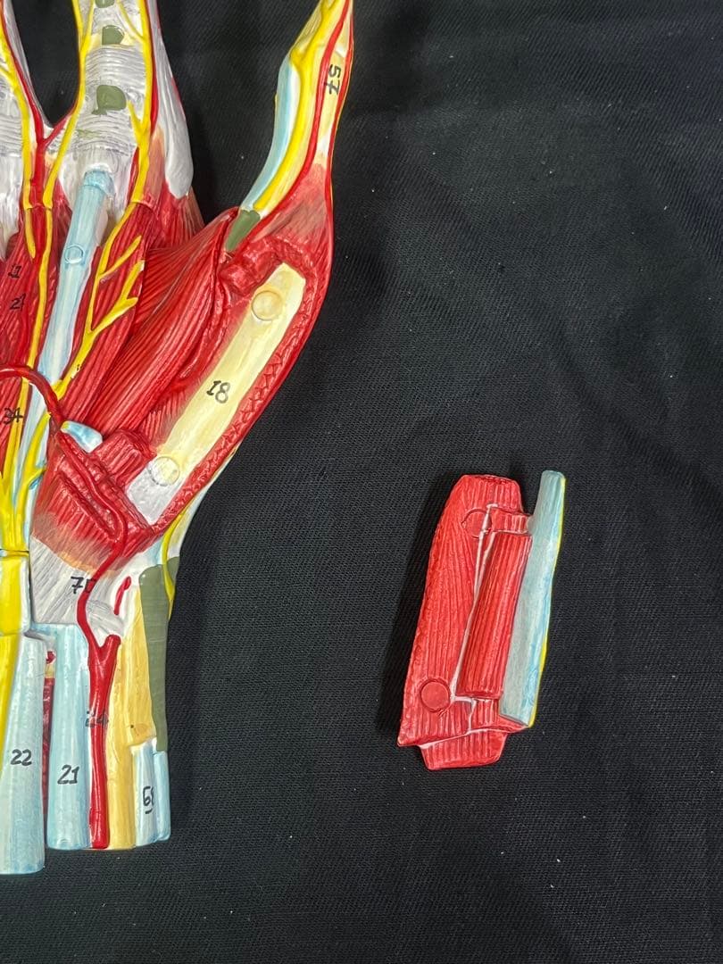 手　模型　筋肉模型 分解モデル　人体模型①