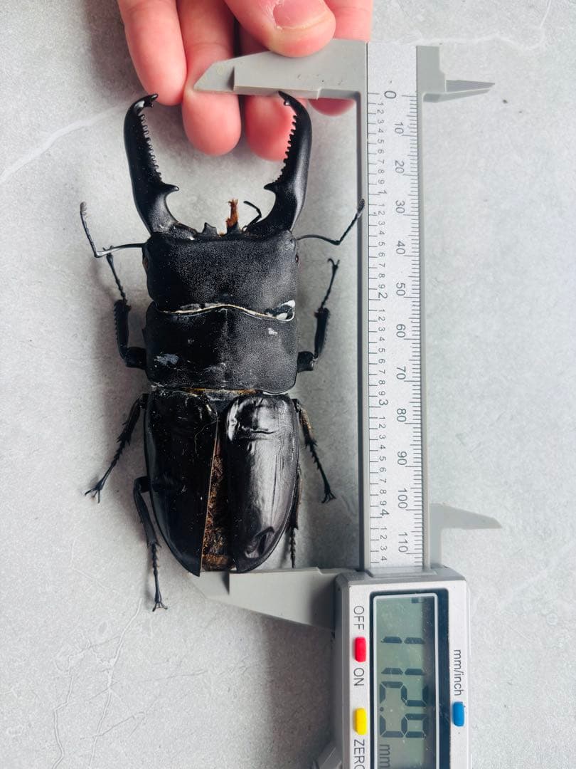 【極レア】 パラワンオオヒラタクワガタ 112.9ミリ
