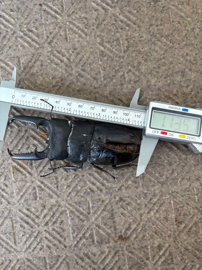 【極レア】 パラワンオオヒラタクワガタ 112.9ミリ