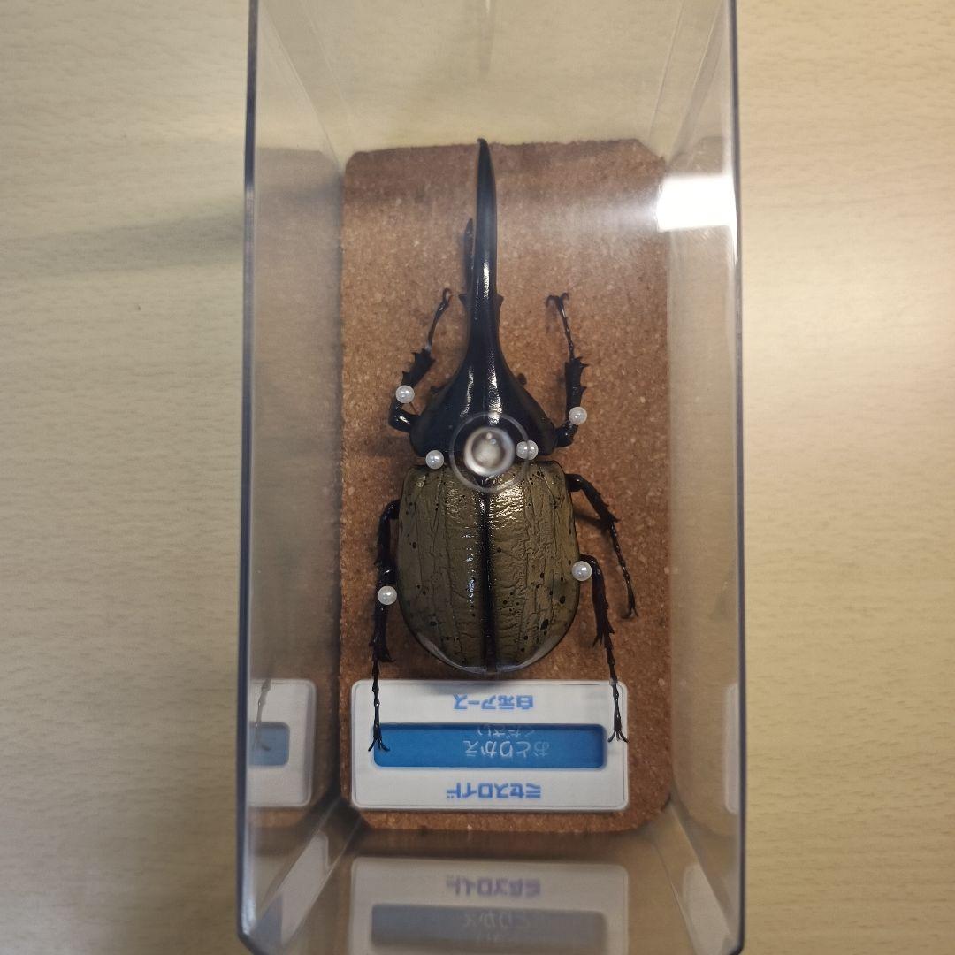 ヘラクレスオオカブト　標本