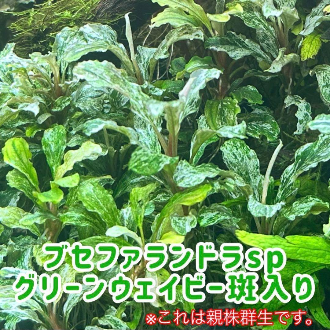 【1月限定】ブセファランドラspバリエガータ(斑入)5本セット