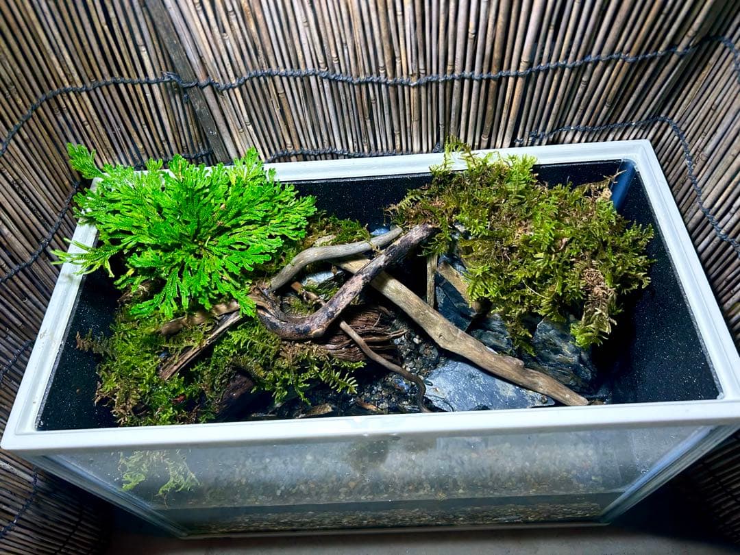 水の流れる滝テラリウム水槽　苔テラリウム