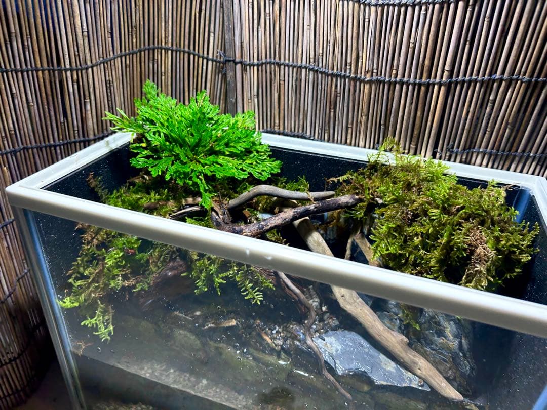 水の流れる滝テラリウム水槽　苔テラリウム