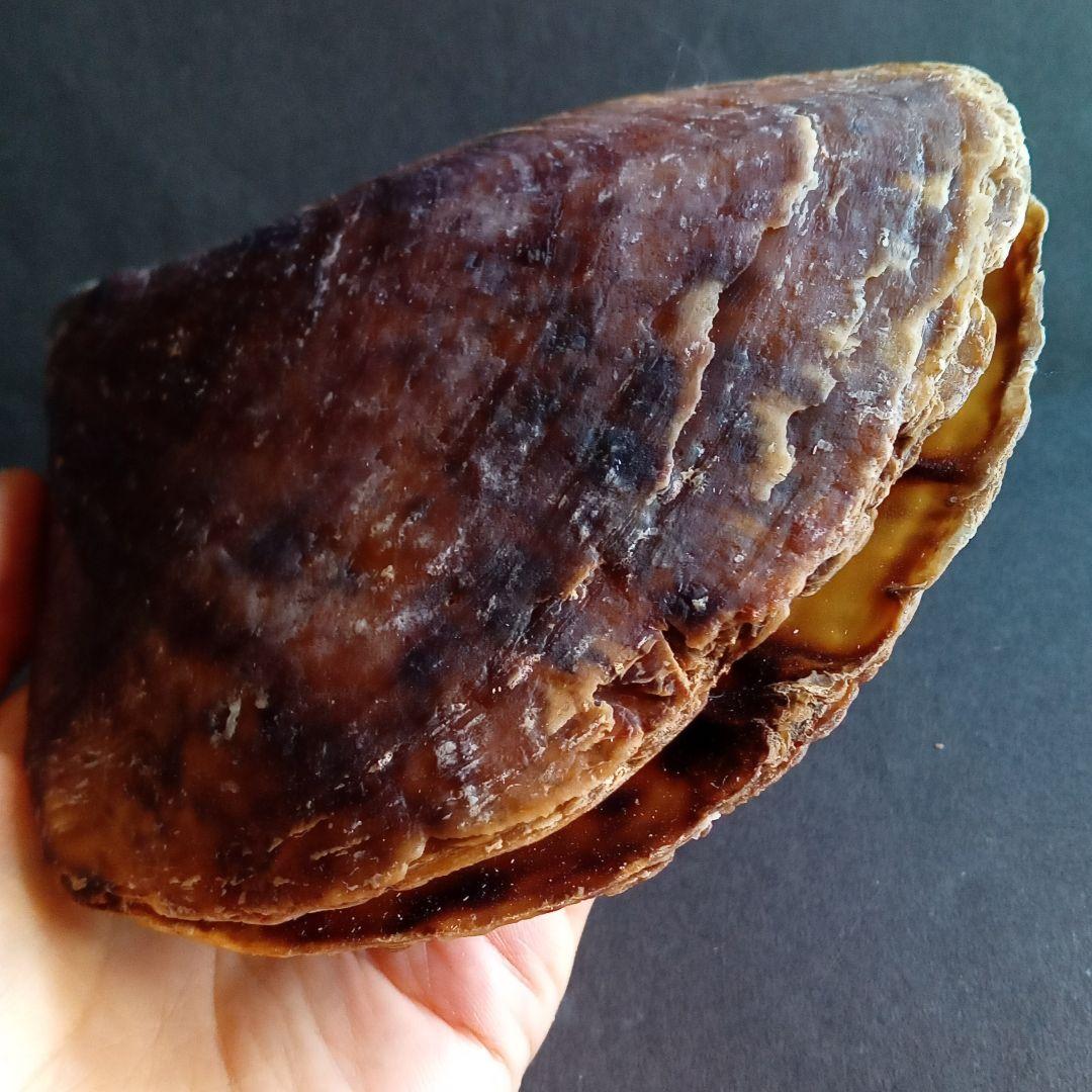 骨格　標本　貝殻　タイラギ　平貝　海外産