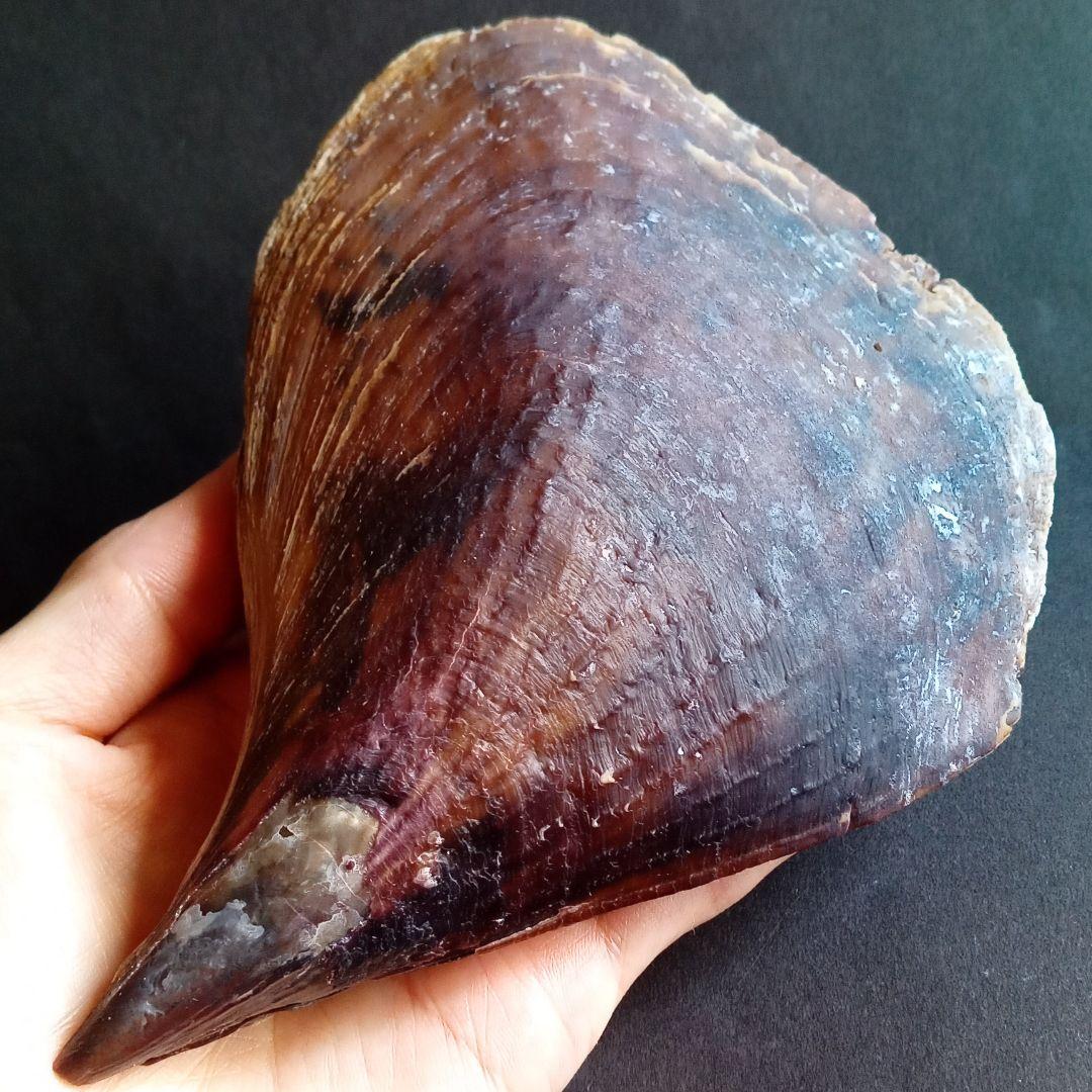 骨格　標本　貝殻　タイラギ　平貝　海外産