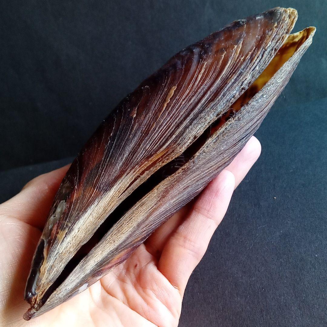 骨格　標本　貝殻　タイラギ　平貝　海外産